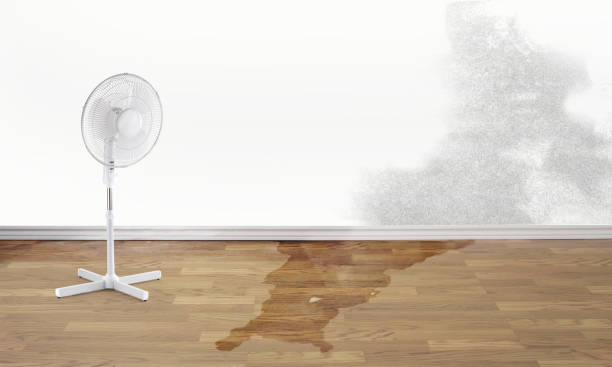 Best Ceiling water damage repair  in Beacon Square, FL