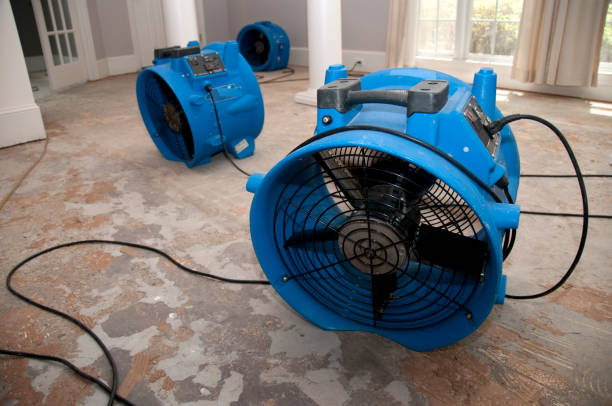 Best Mold removal after water damage  in Beacon Square, FL